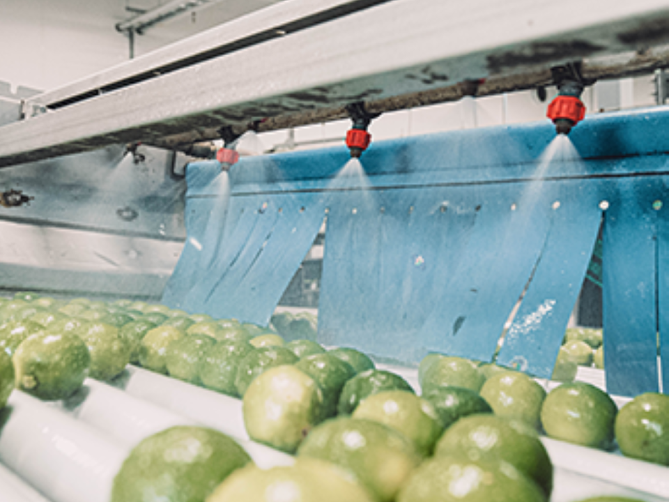 fresh limes in our citruswashingline