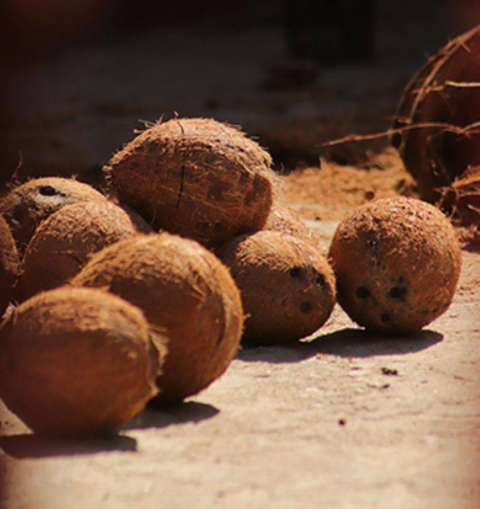 A couple of coconuts