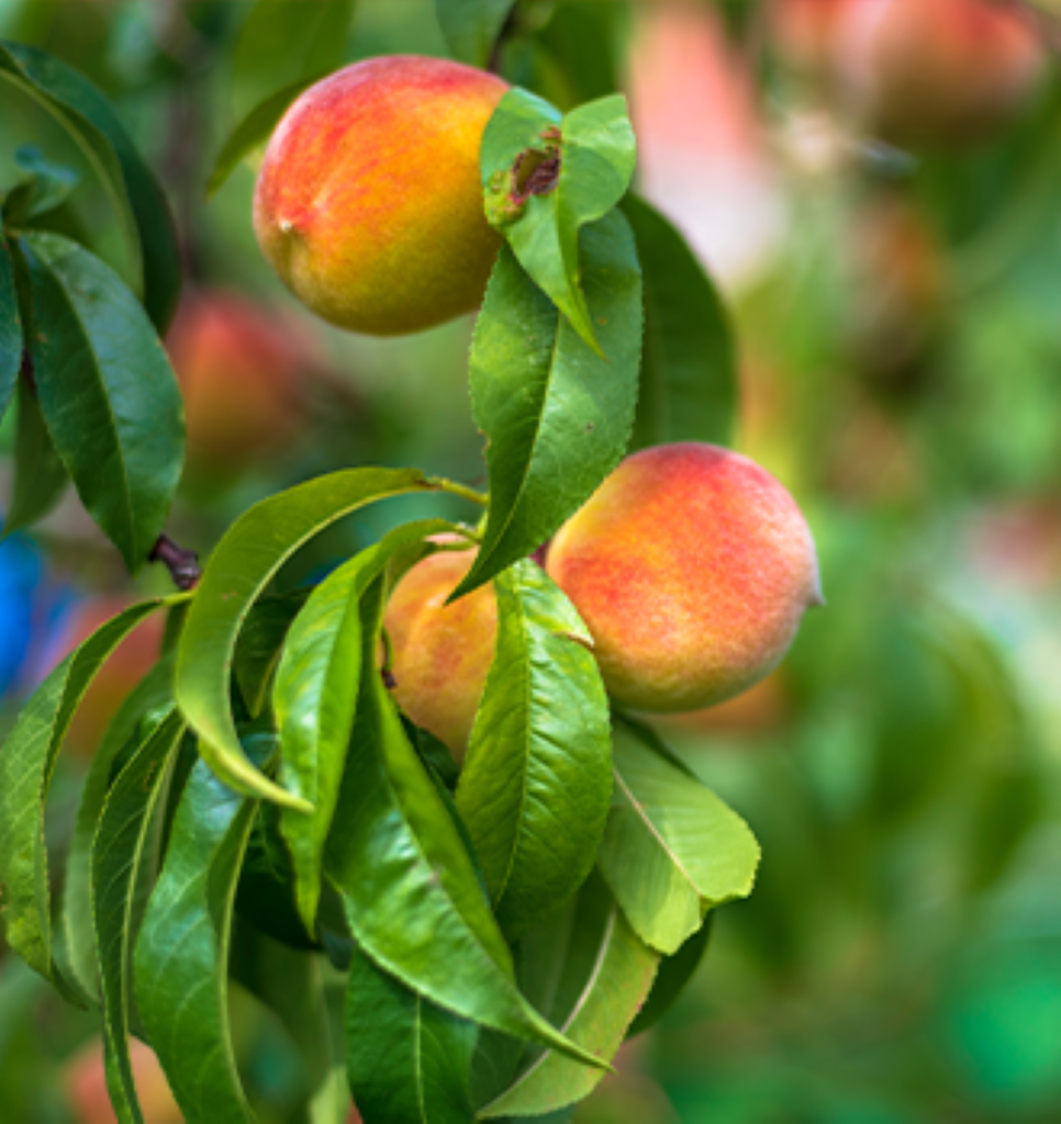 Peaches hanging on a tree
