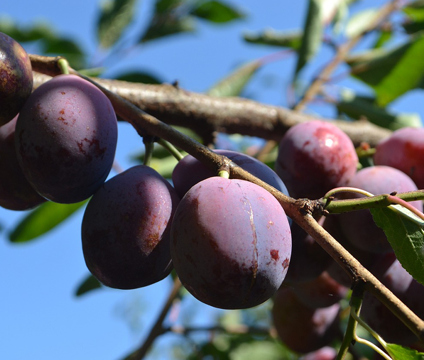 Fresh plums growing on a tree