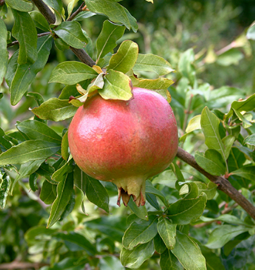 A pomegranate hanging in a tree