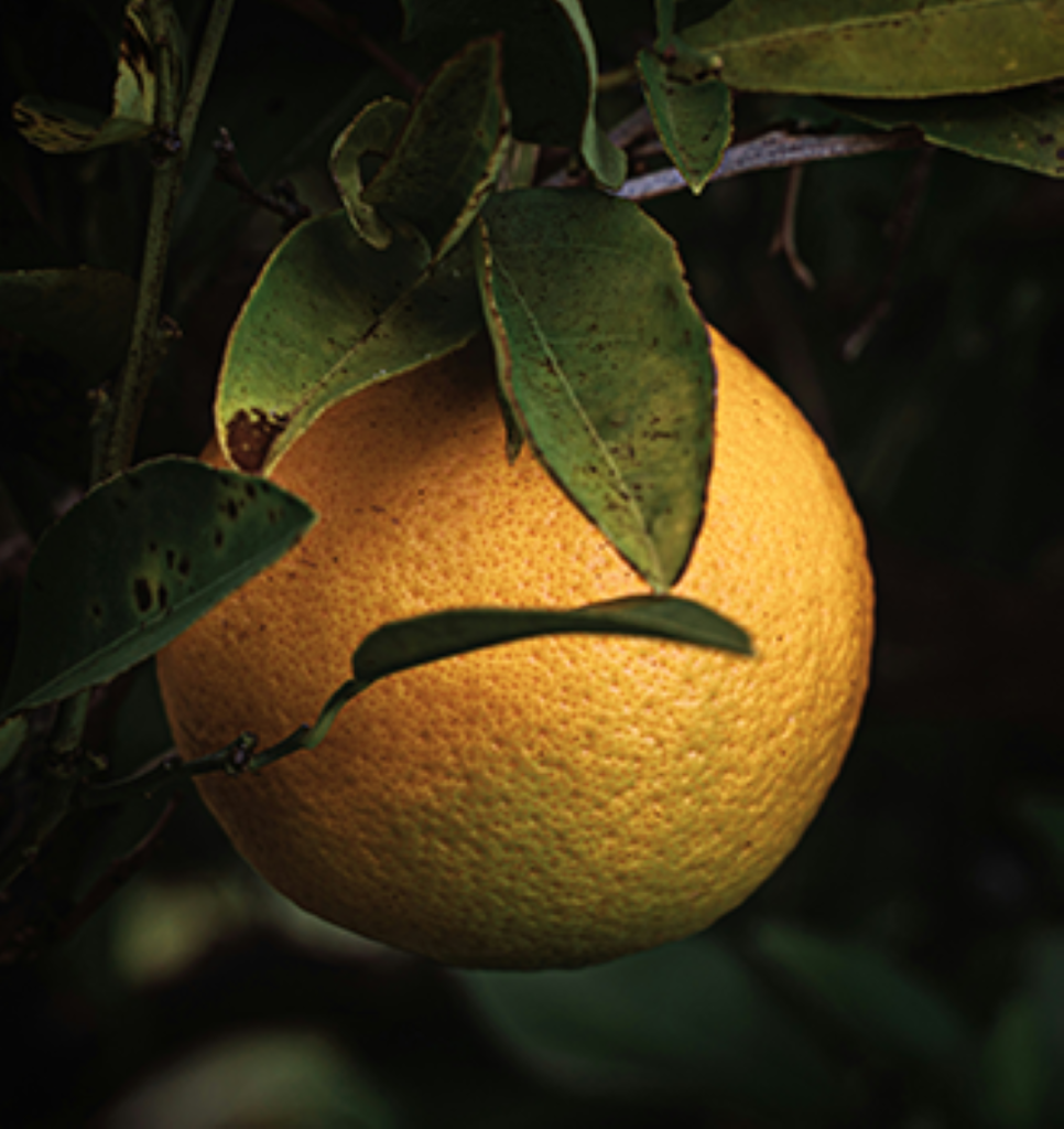 A pomelo hanging in a tree