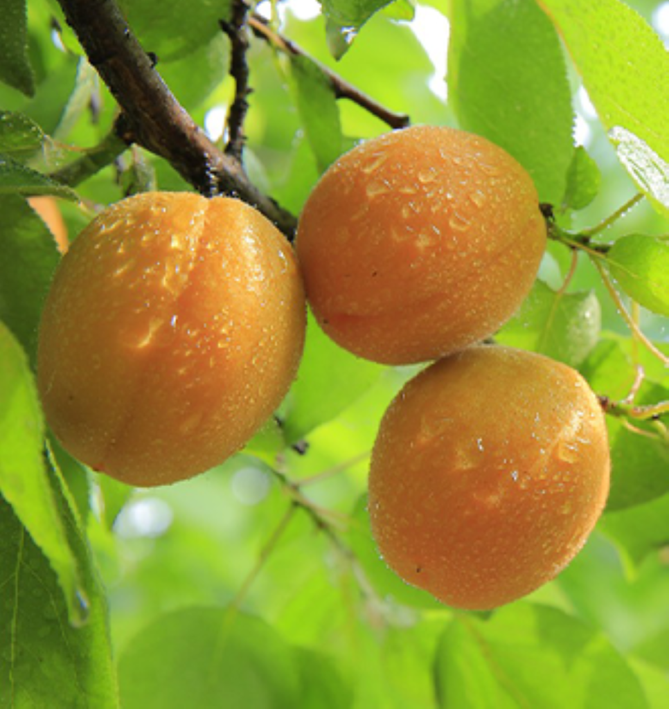 three apricots hanging on a tree