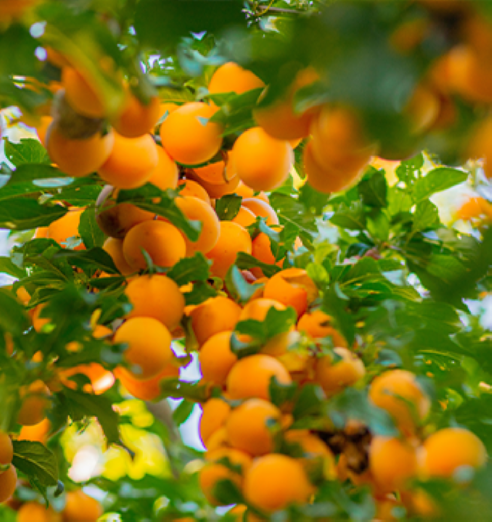 a lot of apricots on a tree