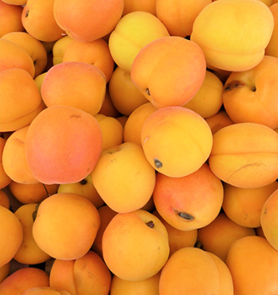 a large batch of apricots