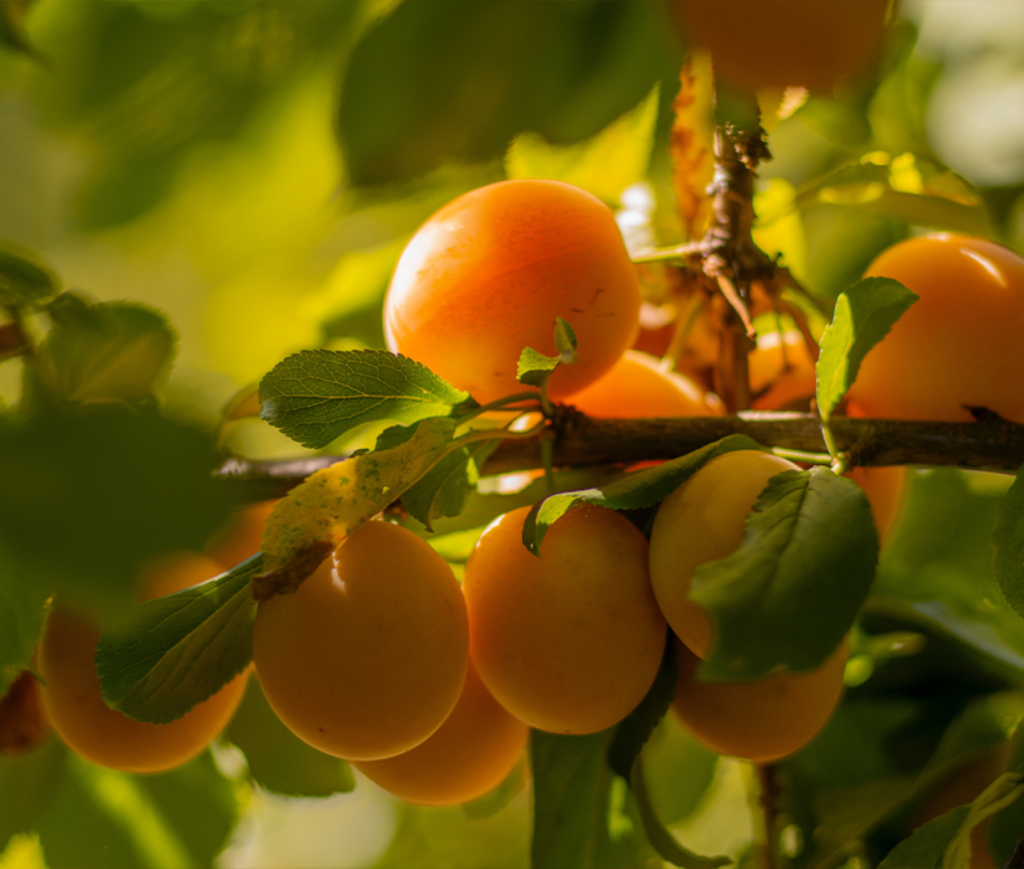 fresh apricots hanging on a tree