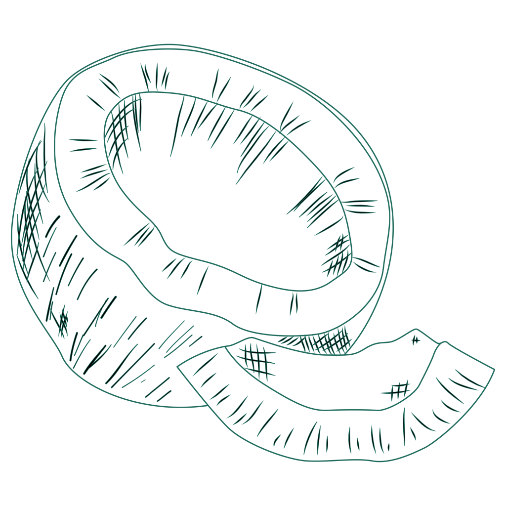 an illustration of a coconut