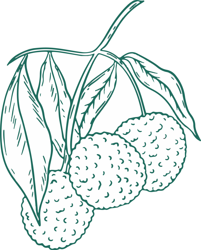 an illustration of a lychee