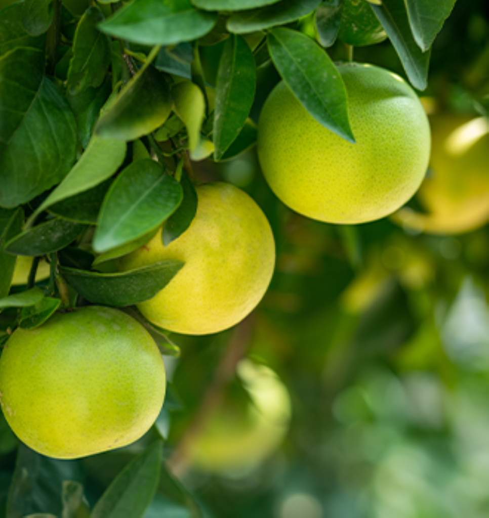 Three limes in a tree