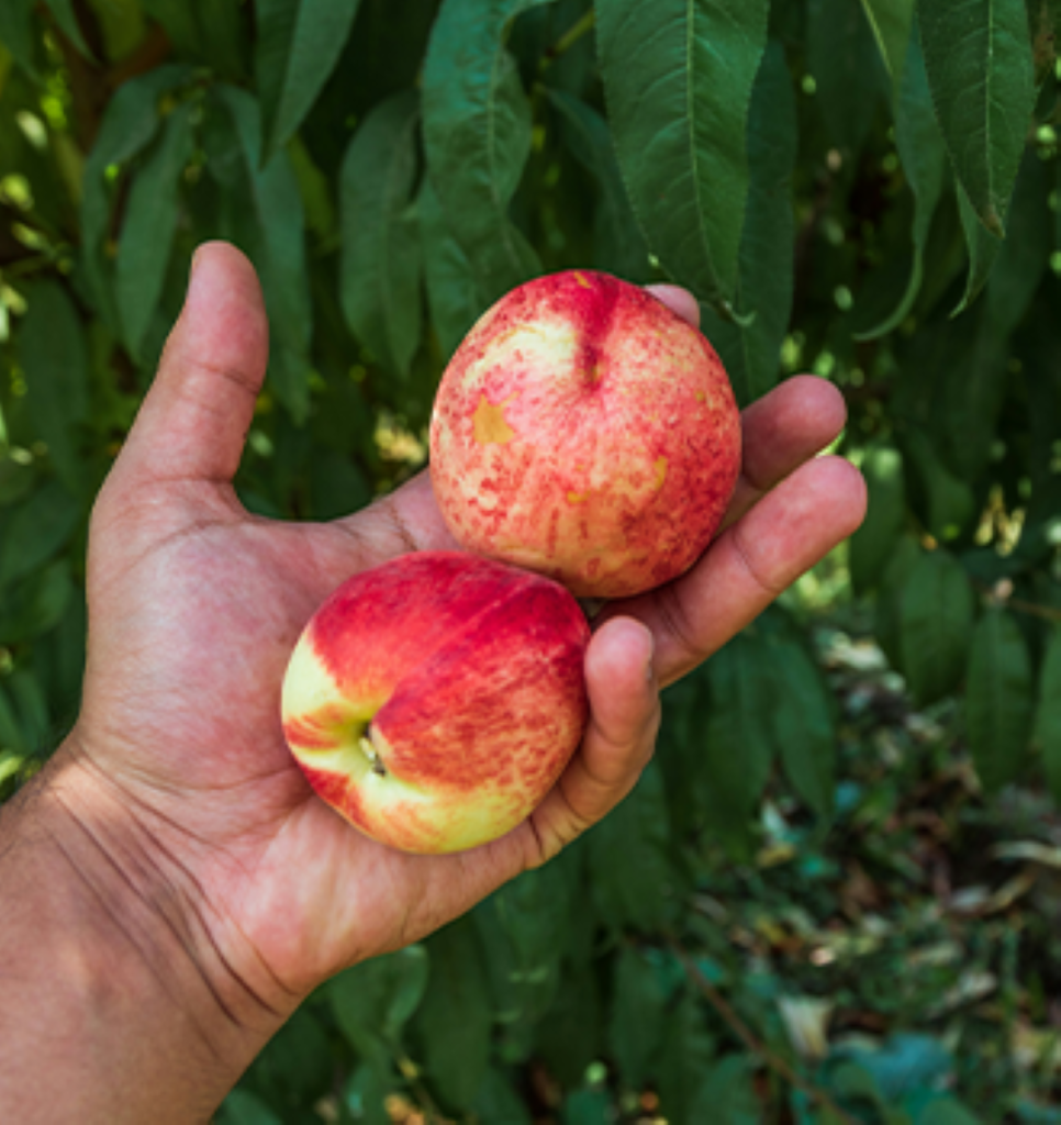 A person holding two nectarines