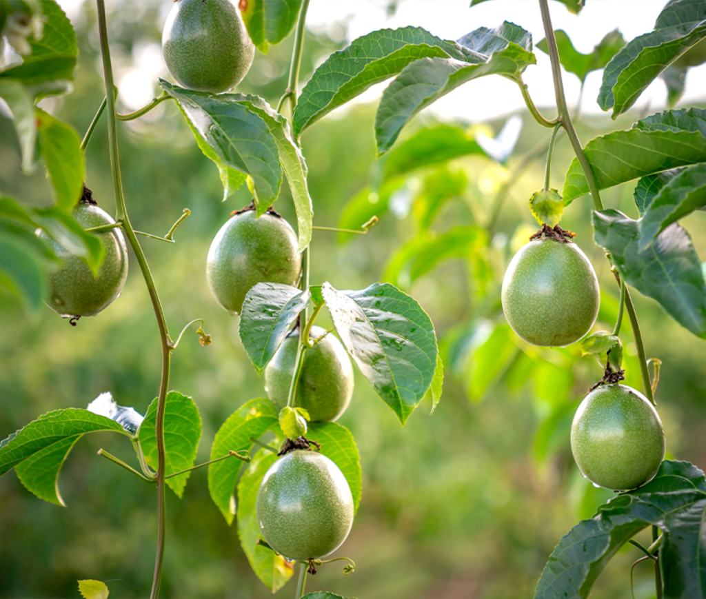 New passionfruits in a tree