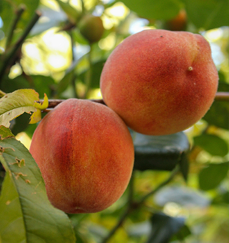 Two peaches in a tree