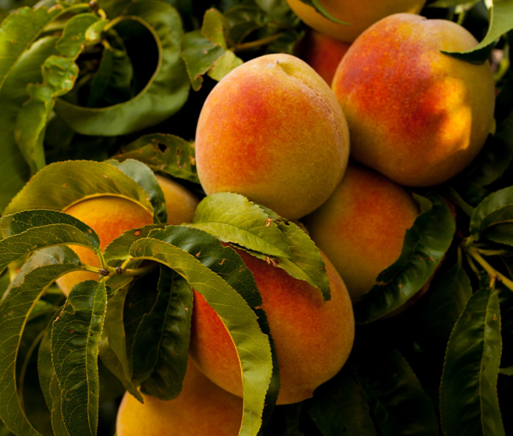 Peaches together hanging in a tree