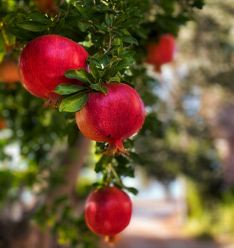 Multiple pomegranates hanging in a tree